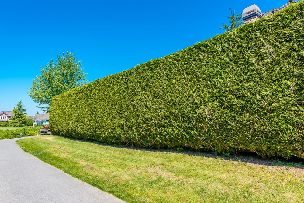hedge-trimming-n